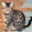 sample_image_6