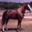 sample_image_16