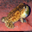 sample_image_10