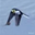 sample_image_27