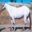 sample_image_19