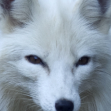 sample_image_4