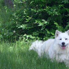sample_image_11