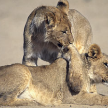 sample_image_7