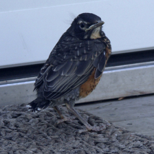 sample_image_29