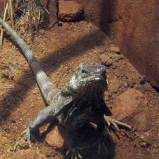 sample_image_1