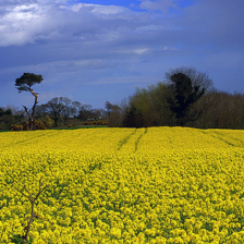 sample_image_15