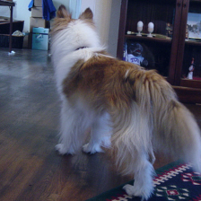 sample_image_11