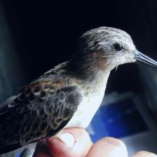 sample_image_10