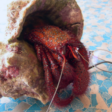 sample_image_26