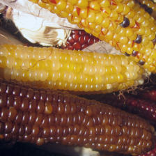 sample_image_21